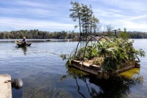 Loon conservation program. Rafts on the lake lined with hemlock plants. The series of images was awarded in the Bird Photography of the Year competition