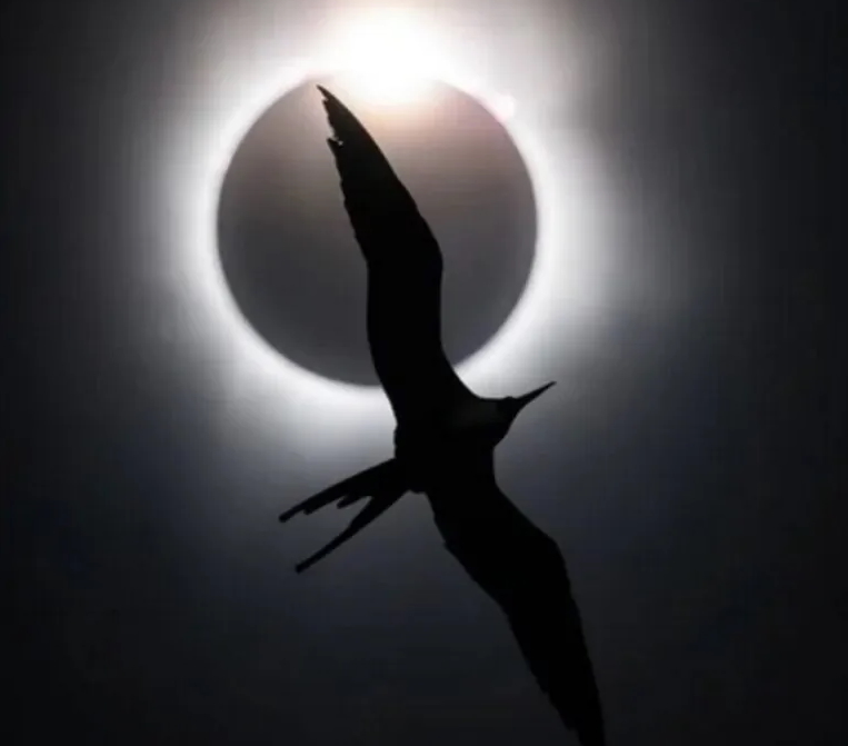 Fragata voando contra lua cheia foto premiada em concurso de fotografia de aves