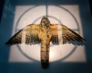 Bird stuck with adhesive tape for x-ray. The photograph won in the Conservation category