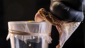 The collection of venom from a rattlesnake was the winning photograph in the Photojournalistic History Award category of the London Natural History Museum competition