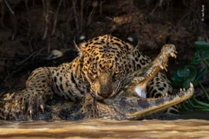 The crushing bite of a jaguar on the skull of an alligator, in the Brazilian Pantanal. The predator stares at the photographer's camera and its claws seem to embrace the alligator. Finalist photograph in the 2024 Wildlife Photographer of the Year competition, at the Natural History Museum in London.