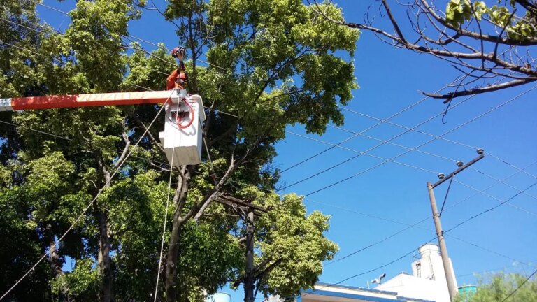 Lula sanctions law that allows tree pruning when public body fails to act
