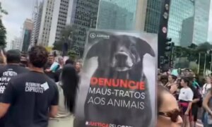MP-SC says that dog Orelha did not die from aggression and calls for the case to be closed