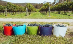 How wine, truffles and honey can help Europe fight forest fires