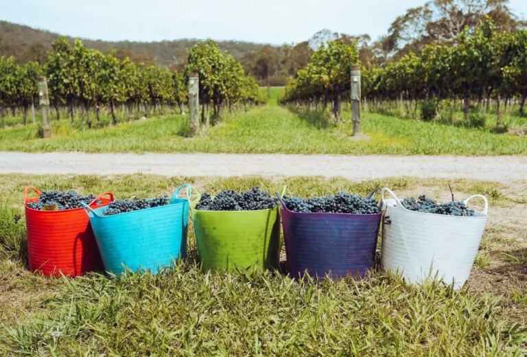Vinícolas podem ajudar a combater incêndios (Foto: Grape Things/Pexels)