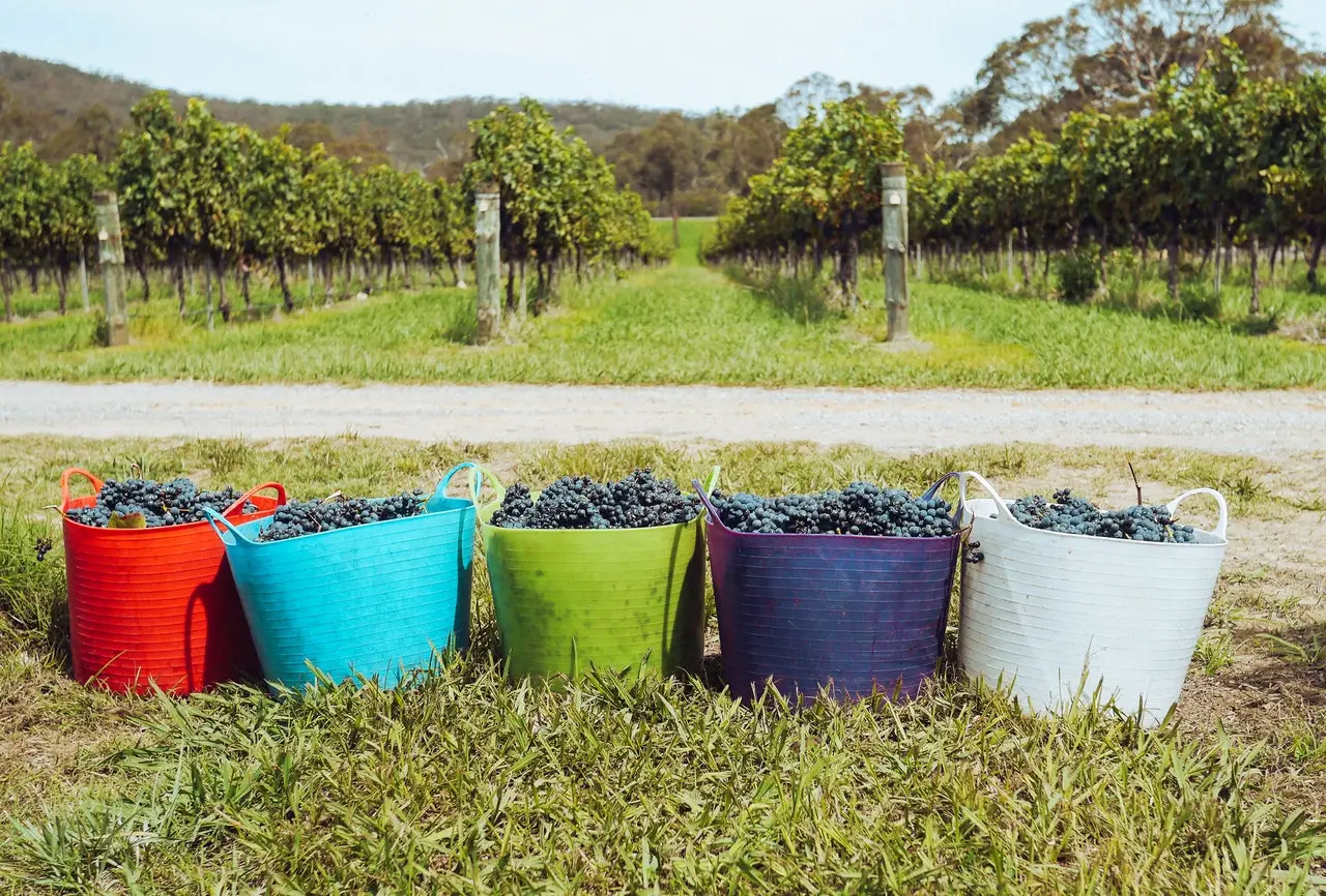 Vinícolas podem ajudar a combater incêndios (Foto: Grape Things/Pexels)